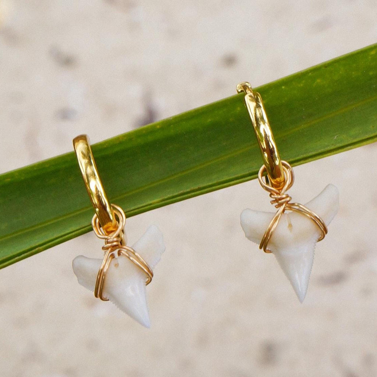 Real Shark Tooth Huggie Earrings